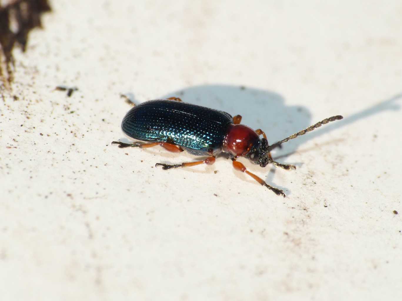 Oulema sp. svernante - Ostia (RM)